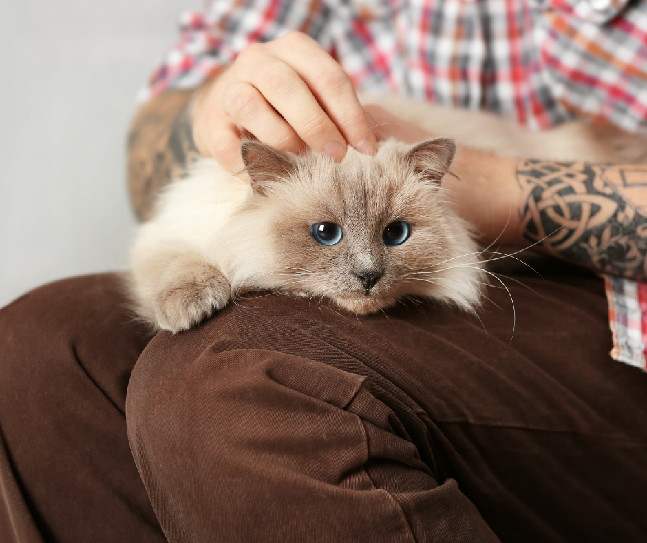 5 idee per tatuaggi per amanti dei gatti che conquisteranno il tuo cuore